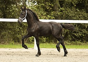 Friesian (Friesian, Mare) in Solvang, CA
