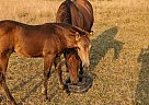 Chexout Stanley - Stallion in Orient, IA Chexout Stanley - Stallion in Orient, IA