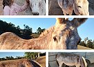 Donkey - Horse for Sale in Barney, GA 31643