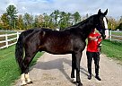 Amos - Gelding in Eden Valley, ON Amos - Gelding in Eden Valley, ON