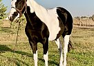 Bobby - Gelding in Modesto, CA Bobby - Gelding in Modesto, CA