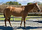 Tawny - Mare in Oley, PA Tawny - Mare in Oley, PA