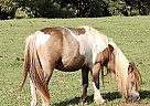 Miniature - Horse for Sale in Ashland, AL 36251