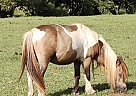 Miniature - Horse for Sale in Ashland, AL 36251 Miniature - Horse for Sale in Ashland, AL 36251