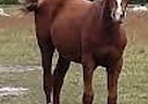 Quarter Horse - Horse for Sale in Suffolk, VA 23434