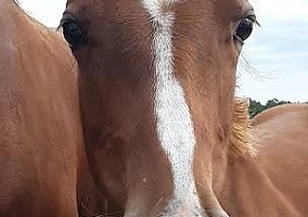 Quarter Horse (Quarter Horse, Mare) in Suffolk, VA
