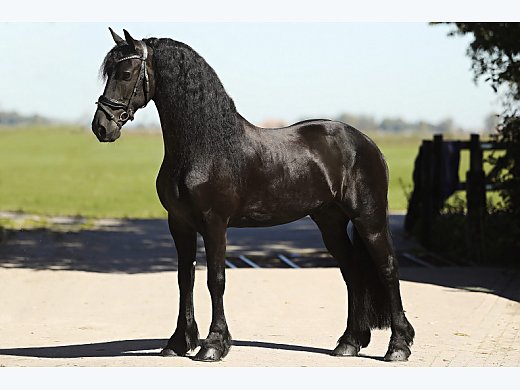Stunning Sweet Gelding