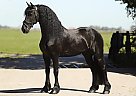 Friesian - Horse for Sale in Solvang, CA 93464
