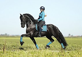 Friesian (Friesian, Gelding) in Solvang, CA
