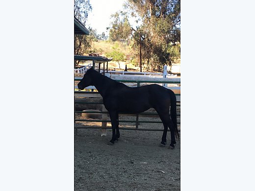 Utah BLM Black Mustang Mare
