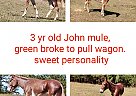 Mule - Horse for Sale in Ashland, AL 36251