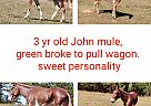 Mule - Horse for Sale in Ashland, AL 36251 Mule - Horse for Sale in Ashland, AL 36251