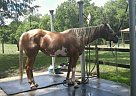 10 Year Old Palomino Paint Mare Paint Mare