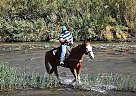 Big Flashy Paint Gelding Indigo Blue
