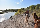 Cute Appy Mare Splash