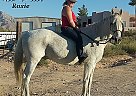 Perfect Family Horse Grey Goose