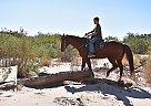 All Around Family Horse Marley