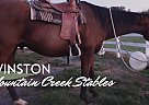 Thoroughbred - Horse for Sale in Sevierville, TN 37876 Thoroughbred - Horse for Sale in Sevierville, TN 37876