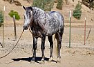 Pony - Horse for Sale in , TX 78045