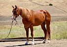 Quarter Horse - Horse for Sale in , TX 78045