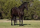 Draft - Horse for Sale in , TX 78045