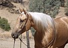 Quarter Horse - Horse for Sale in , TX 78045