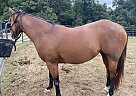 Whiskey - Mare in Springfield, MO Whiskey - Mare in Springfield, MO