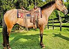 Appaloosa - Horse for Sale in Xenia, OH 45385 Appaloosa - Horse for Sale in Xenia, OH 45385