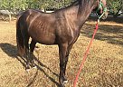 Appendix - Horse for Sale in Kingston, GA 30145