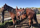 Chrome - Mare in Brandon, MB Chrome - Mare in Brandon, MB