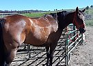 Quarter Horse Gelding for Sale in Scenic, Arizona Quarter Horse Gelding for Sale in Scenic, Arizona