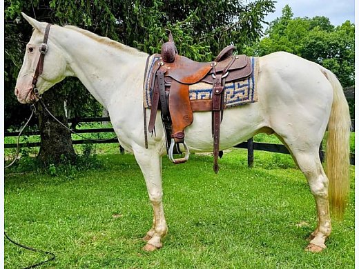 Cremello Quarter Horse Gelding