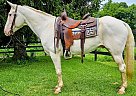 Quarter Horse - Horse for Sale in Xenia, OH 45385 Quarter Horse - Horse for Sale in Xenia, OH 45385