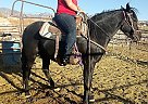 Missouri Fox Trotter Mare for Sale in Scenic, Arizona Nitrus