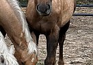 Quarter Horse - Horse for Sale in Ardmore, TN 38449 Quarter Horse - Horse for Sale in Ardmore, TN 38449