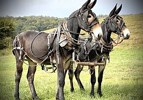 Mule (Mule, Gelding) in Dunnville, KY