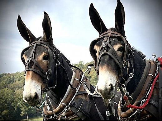 Draft Mule Colts for Sale