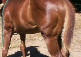 Paint (Paint, Stallion) in Mancelona, MI