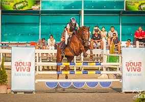 Thoroughbred (Thoroughbred, Gelding)