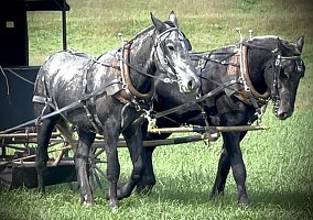 Draft (Percheron, Belgian, Clydesdale, Shire) (Draft (Percheron, Belgian, Clydesdale, Shire), Gelding) in Dunnville, KY
