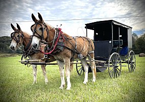 Mule (Mule, Gelding) in Dunnville, KY