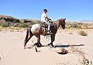 Nice Big Red Roan Gelding Red Rock