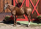 Oldenburg - Horse for Sale in Catasauqua, CO 18032