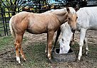 Quarter Horse - Horse for Sale in Ardmore, TN 38449 Quarter Horse - Horse for Sale in Ardmore, TN 38449