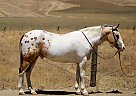Pinto - Horse for Sale in , TX 78045