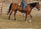 Quarter Horse Gelding for Sale in Scenic, Arizona Quarter Horse Gelding for Sale in Scenic, Arizona