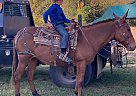 Mule - Horse for Sale in Auburn, KY 42206 Mule - Horse for Sale in Auburn, KY 42206