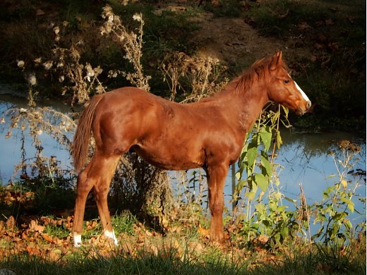 Solid Sorrel Colt