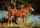 Quarter Horse - Horse for Sale in Monticello, KY 42633 Quarter Horse - Horse for Sale in Monticello, KY 42633