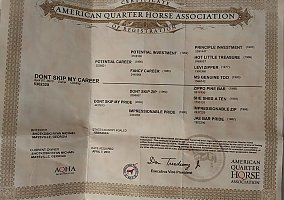 Quarter Horse (Quarter Horse, Gelding) in Holdrege, NE